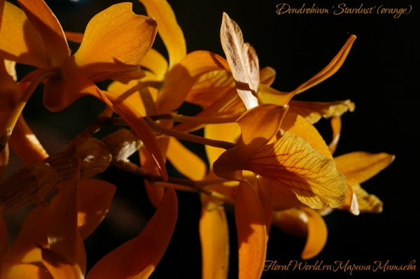 Dendrobium 'Stardust' (orange)
Ключевые слова: Dendrobium 'Stardust' (orange)