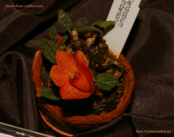Dendrobium cuthbertsonii
Ключевые слова: Dendrobium cuthbertsonii