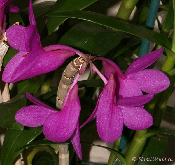 Dendrobium glomeratum
коллекционер Людмила Дроздова
Ключевые слова: Dendrobium glomeratum фото