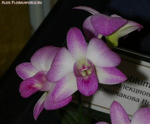 Dendrobium hybr
Коллекционер Шишмакова Ирина
Ключевые слова: Dendrobium
