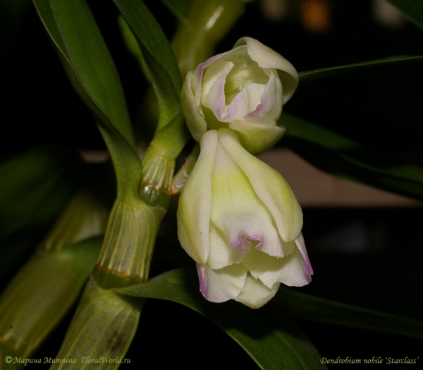 Распускаются бутоны у Dendrobium nobile ‘Starclass’
Ключевые слова: Dendrobium nobile Starclass бутоны