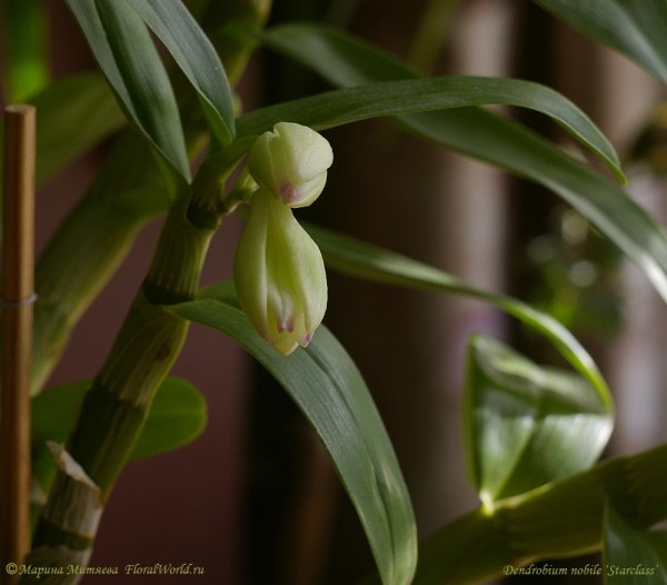 Dendrobium nobile ‘Starclass’
Ключевые слова: Dendrobium nobile Starclass цветы