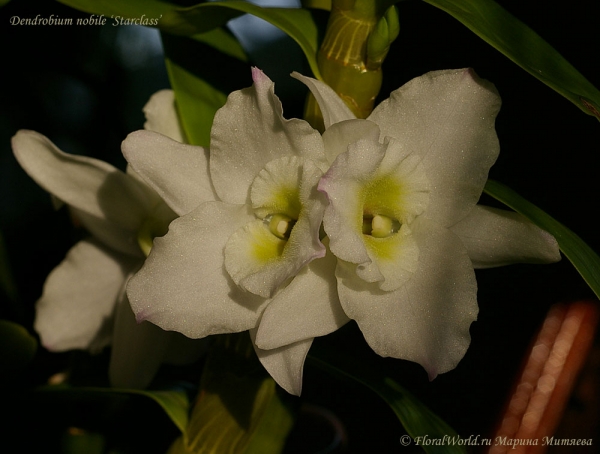 Dendrobium nobile 'Starclass'
Ключевые слова: Dendrobium nobile 'Starclass'