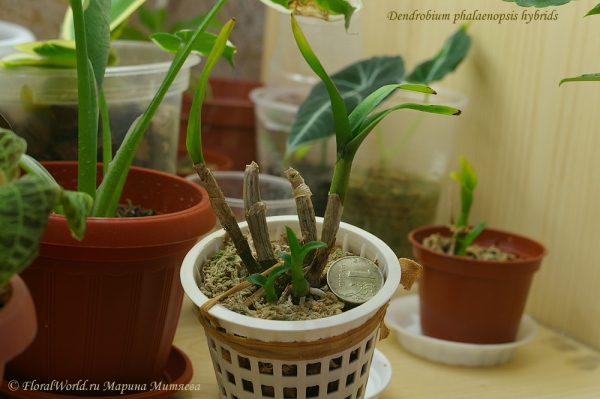 Dendrobium phalaenopsis hybrids 
Ключевые слова: Dendrobium phalaenopsis hybrids