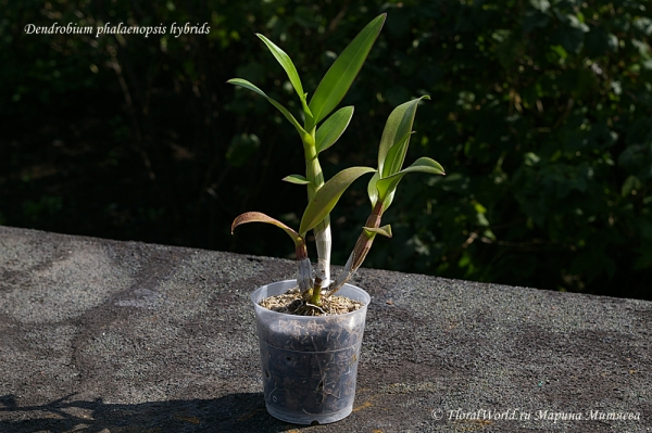 Dendrobium phalaenopsis hybrids
Ключевые слова: Dendrobium phalaenopsis hybrids