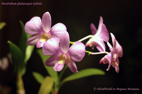 Dendrobium phalaenopsis hybrids
Ключевые слова: Dendrobium phalaenopsis hybrids