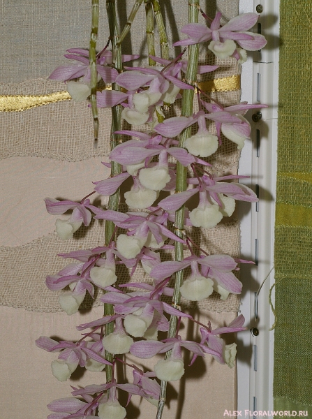Dendrobium pierardii
Ключевые слова: Dendrobium pierardii