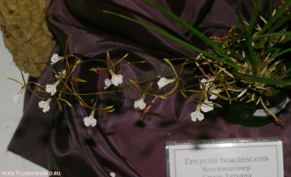 Encyclia bractescens
Ключевые слова: Encyclia bractescens
