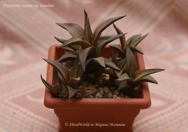 Haworthia venosa ssp tesselata
Ключевые слова: Haworthia venosa ssp tesselata