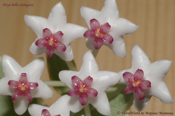 Hoya bella variegata
Ключевые слова: Hoya bella variegata