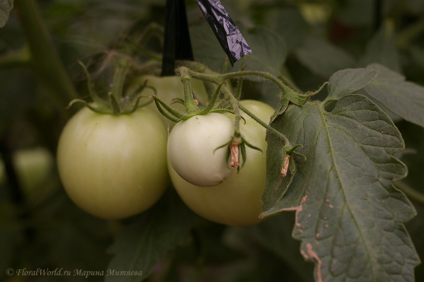 Зреют помидоры
Ключевые слова: помидоры тома плоды