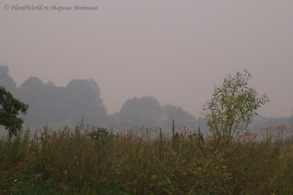 Все в дыму
1 августа, второй день в нашей деревне Старое стоит дым, ветра нет, в тени +32, дышать нечем.
