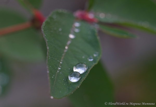 После дождя
капли в листе жимолости

