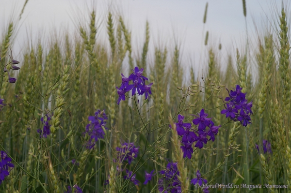 Живокость полевая среди пшеницы
Ключевые слова: лето фото травинки былинки Живокость полевая
