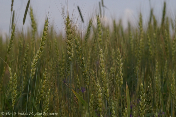 Пшеничное поле
Ключевые слова: пшеница поле фото пшеничное поле