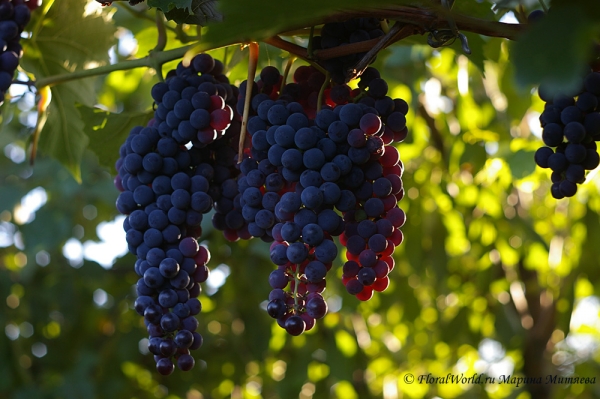 Виноград зреет
Ключевые слова: виноград фото