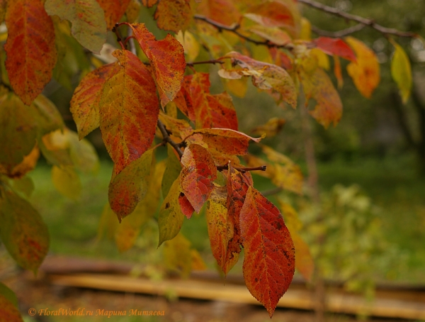Осенние листья сливы
