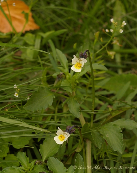 Фиалка полевая (Viola arvensis)
Ключевые слова: Viola arvensis фиалка полевая фото