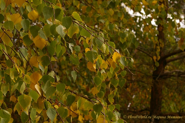 Березка с золотистыми листочками
Ключевые слова: береза осень листья фото