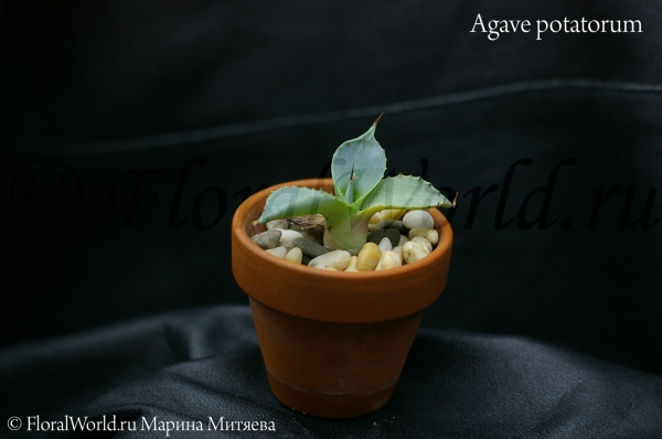 Agave potatorum
Ключевые слова: Agave potatorum