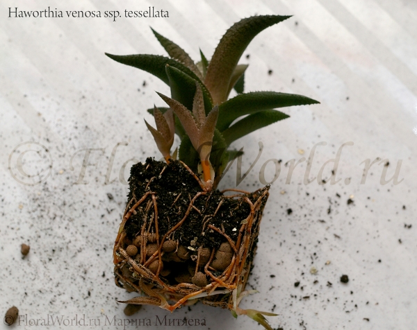Haworthia venosa ssp. tessellata
Корни обросшие субстрат
Ключевые слова: Haworthia venosa ssp. tessellata веноза тесселата корни