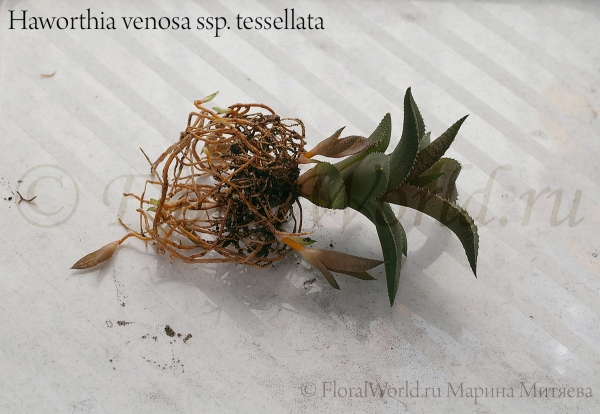 Haworthia venosa ssp. tessellata
Корни хавортии
Ключевые слова: Haworthia venosa ssp. tessellata веноза тесселата корни