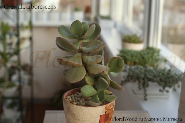 Crassula arborescens
Ключевые слова: Crassula arborescens