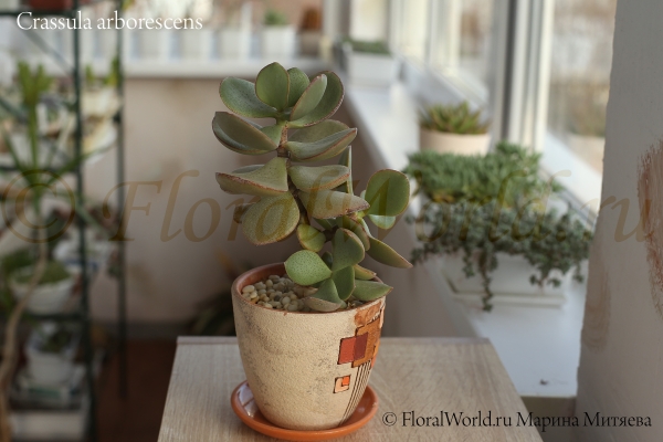 Crassula arborescens
Ключевые слова: Crassula arborescens