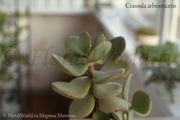 Crassula arborescens
Ключевые слова: Crassula arborescens
