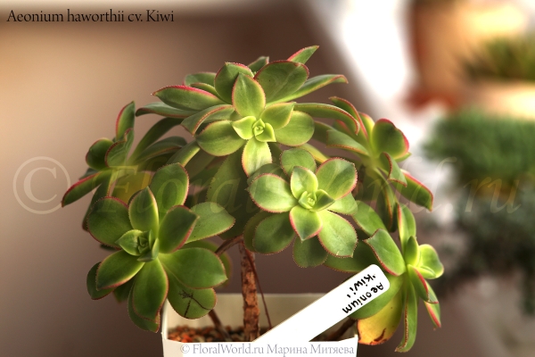 Aeonium haworthii cv. Kiwi
Эониум Хаворта сорт Киви
Ключевые слова: Aeonium haworthii cv. Kiwi