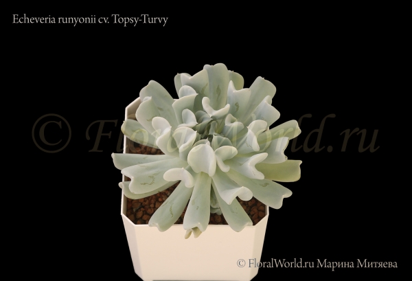 Echeveria runyonii cv. Topsy-Turvy 
Ключевые слова: Echeveria runyonii Topsy-Turvy