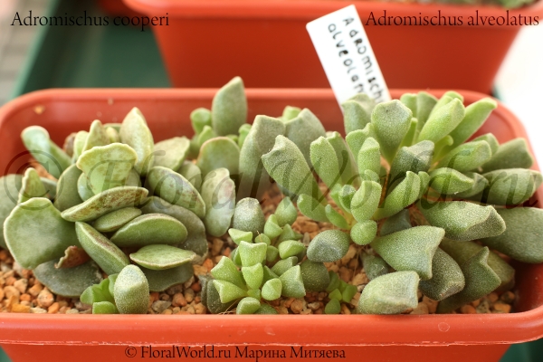 Adromischus alveolatus
Ключевые слова: Adromischus alveolatus
