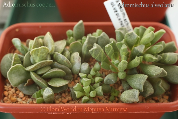 Adromischus alveolatus
Ключевые слова: Adromischus alveolatus