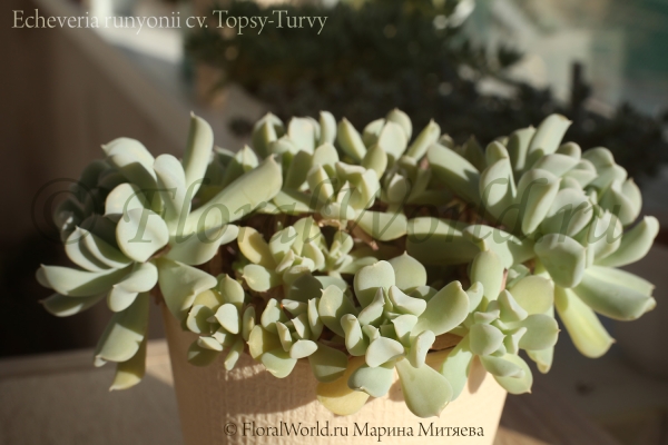 Echeveria runyonii cv. Topsy-Turvy
Ключевые слова: Echeveria runyonii Topsy-Turvy