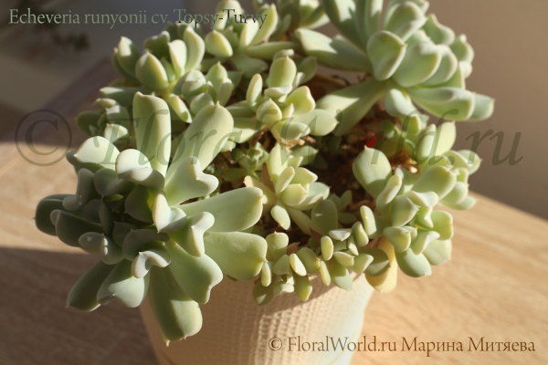 Echeveria runyonii cv. Topsy-Turvy
Ключевые слова: Echeveria runyonii Topsy-Turvy