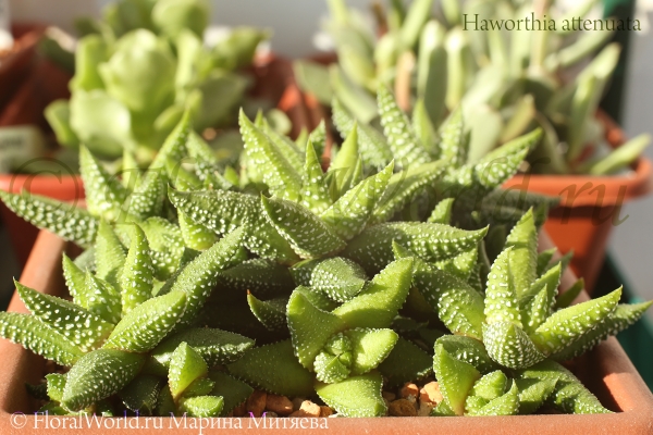 Haworthia attenuata
Ключевые слова: Haworthia attenuata