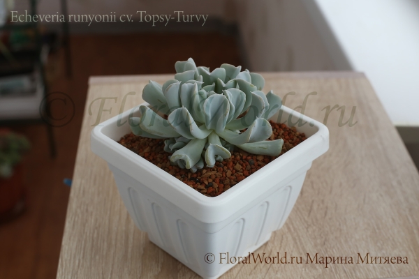 Echeveria runyonii cv. Topsy-Turvy 
Ключевые слова: Echeveria runyonii Topsy-Turvy