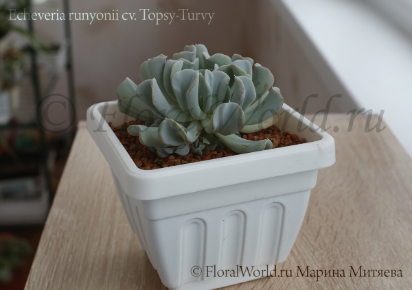 Echeveria runyonii cv. Topsy-Turvy 
Ключевые слова: Echeveria runyonii Topsy-Turvy