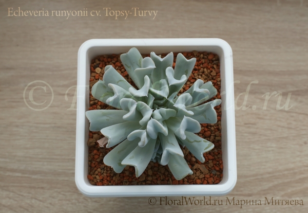 Echeveria runyonii cv. Topsy-Turvy 
Ключевые слова: Echeveria runyonii Topsy-Turvy