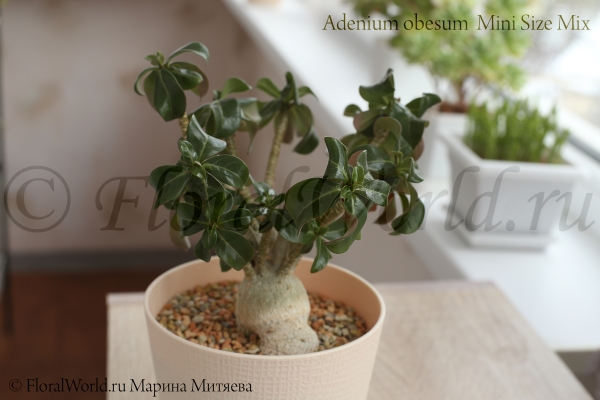 Adenium obesum  Mini Size Mix
Ключевые слова: Adenium obesum Mini Size Mix