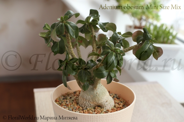 Adenium obesum  Mini Size Mix
Ключевые слова: Adenium obesum Mini Size Mix