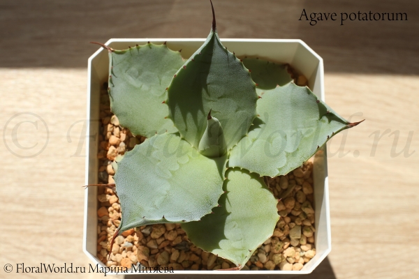 Agave potatorum
Ключевые слова: Agave potatorum