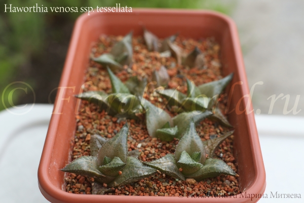 Haworthia venosa ssp. tessellata
Хавортия жилистая мозаичная, или шахматная (веноза тесселата)

Хавортия в минеральном субстрате (диатомит+цеолит+гравий)
Ключевые слова: Haworthia_venosa_ssp_tessellata Haworthia venosa ssp. tessellata веноза тесселата