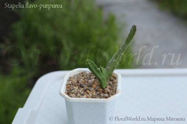 Стапелия золотистопурпурная (Stapelia flavo-purpurea)
Ключевые слова: Стапелия золотистопурпурная Stapelia flavo-purpurea