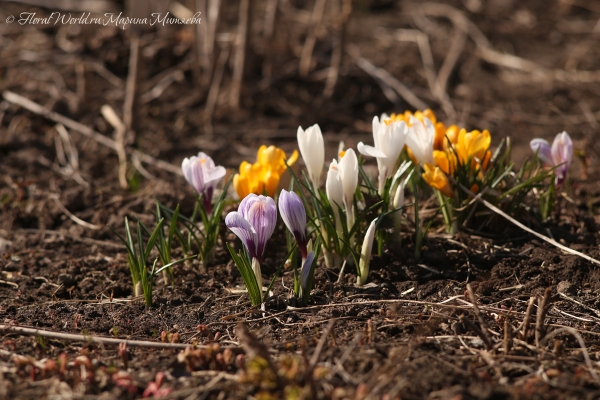 Крокусы цветут
Ключевые слова: крокусы цветы цветение апрель весна весеннее фото 2015