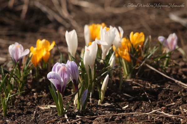 Крокусы цветут
Ключевые слова: крокусы цветы цветение апрель весна весеннее фото 2015