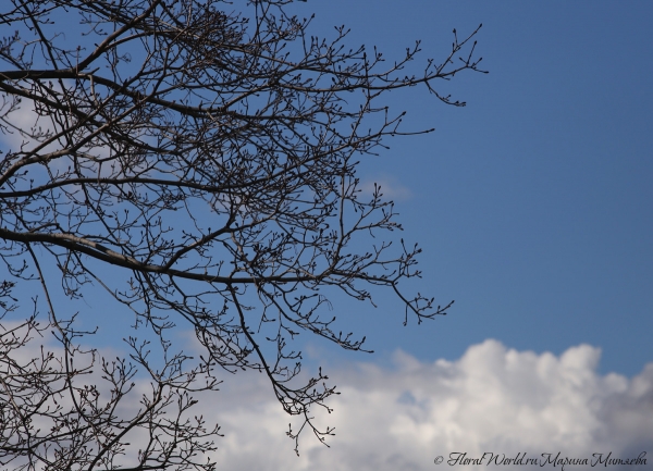 Весеннее небо
Ключевые слова: ветви весна фото апрель 2015