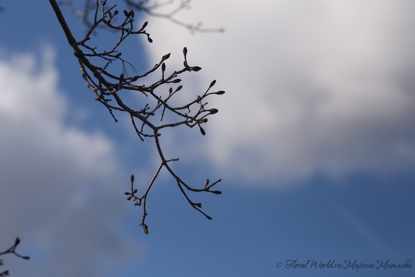 Весеннее небо
Ключевые слова: ветви весна фото апрель 2015
