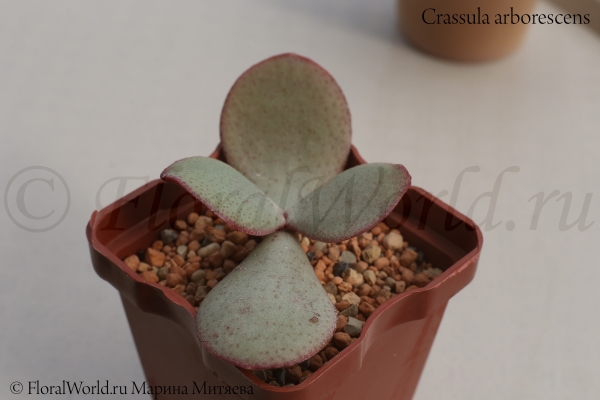 Crassula arborescens
Ключевые слова: Crassula arborescens
