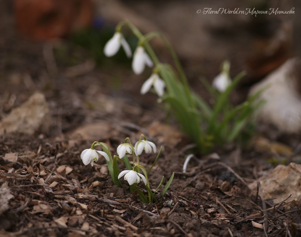 Подснежники
Ключевые слова: подснежники цветение весна весенне фото апрель 2015